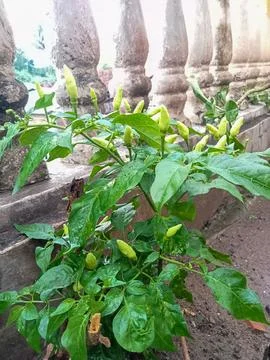 Chili tree Stock Photos