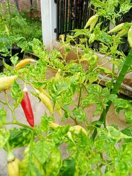 Chili tree 写真素材