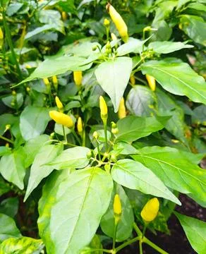 Chili tree Stock Photos