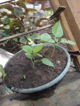 Chili tree Stock Photos