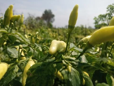 Chili tree Foto stock