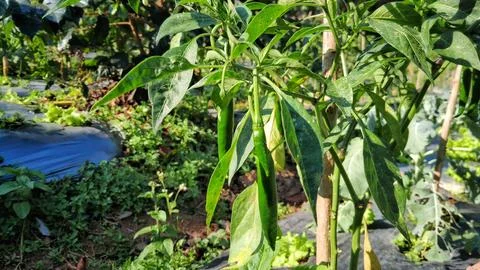 Chili tree Stock Photos