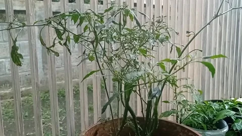 Chili tree plant Video stock 197227504