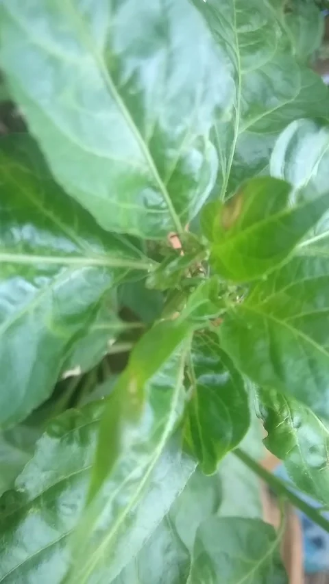 Chili trees Stock Footage 169468731