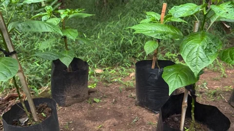 Chili Trees Growing in Garden Stock Footage 301467250