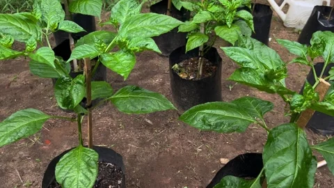 Chili Trees Growing in Garden Stock Footage 301467607