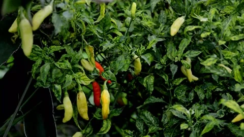 Chili Trees Have Started To Bear Fruit 