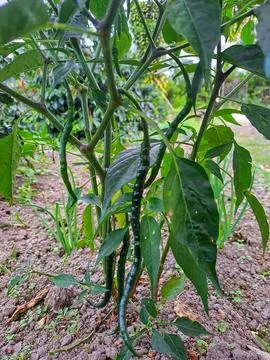 Chili trees thrive. nice Stock Photos