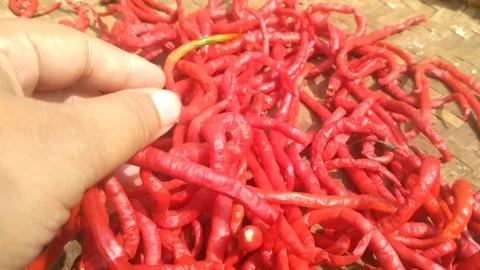 Chilies Stock Footage 289912204