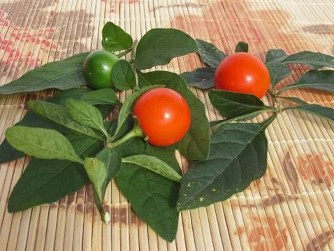 Chilies Stock Photos