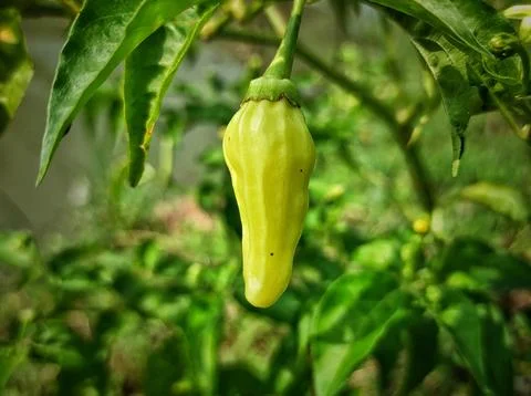 Chilies Stock Photos