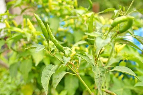 Chili.pepper Stock Photos