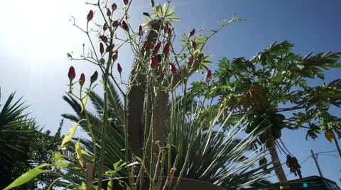 Chilitree 動画素材 43760525