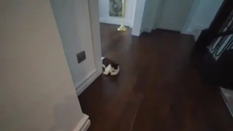 Chill Cat with a Mustache Patch Lounges on Dark Wood Floor Video stock 319519751