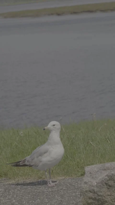 Chill Seagull Stock Footage 311601157