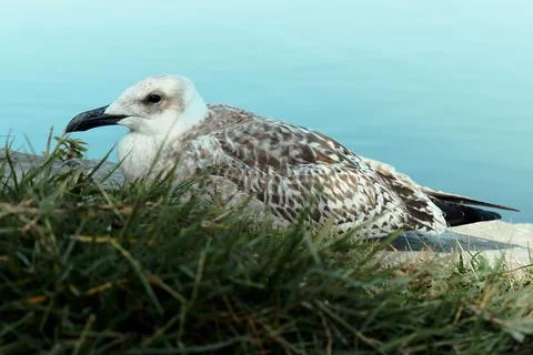 The chill seagull Foto stock