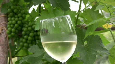 Chill White wine  Stock Footage 486064
