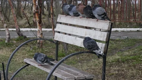 Chilled pigeons are sitting on a bench. Stock Footage 166226002