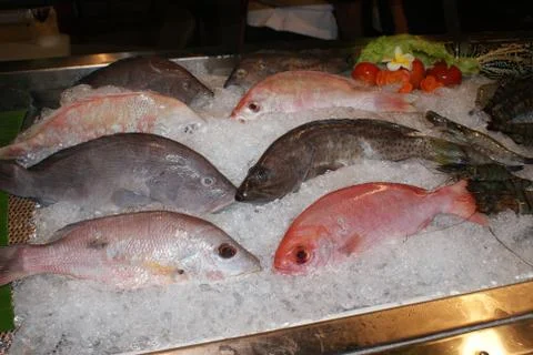 Chilled snapper on ice Stock Photos