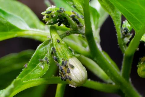 Chilli aphids sucking the cell sap from the plant and flower bud. Stock Photos