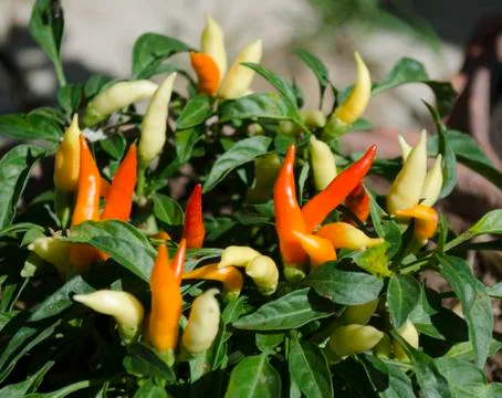 Chilli in Backyard Garden No.1 Stock Photos