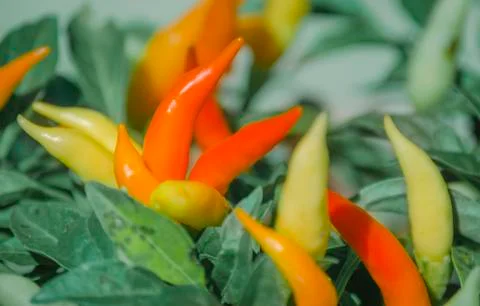 Chilli in Backyard Garden No.2 Stock Photos