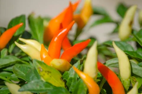Chilli in Backyard Garden No.3 Stock Photos