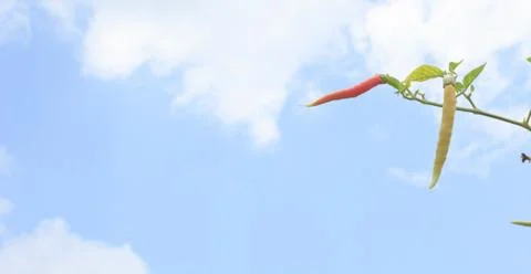 Chilli with blue sky Stock Photos