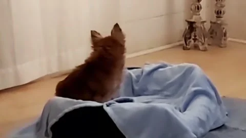 Chilli The Chihuahua Stock Footage 245042469