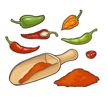 Chilli. Chilli whole, half and slice. Vector vintage Stock Illustration