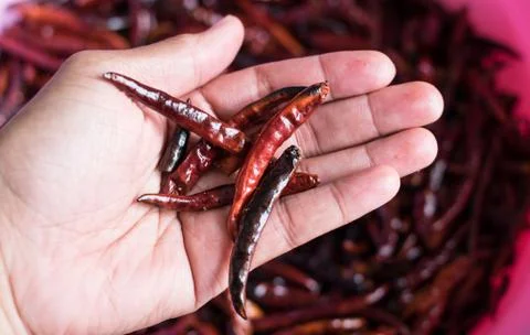 Chilli dry in hand Stock Photos