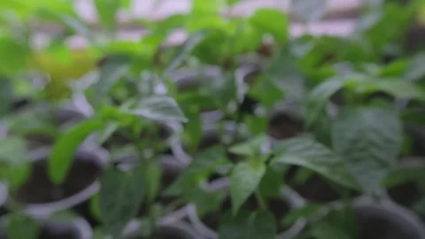 Chilli epper seedlings for planting. Detail of chilli seedling leaves. Seedlings Video stock 238533014