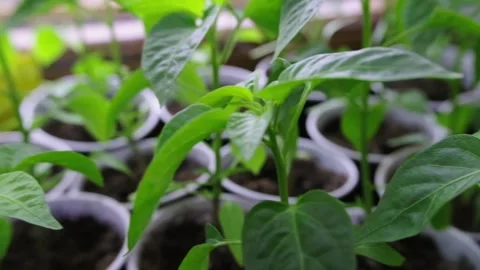 Chilli epper seedlings for planting. Detail of chilli seedling leaves. Seedlings Stock Footage 238533047