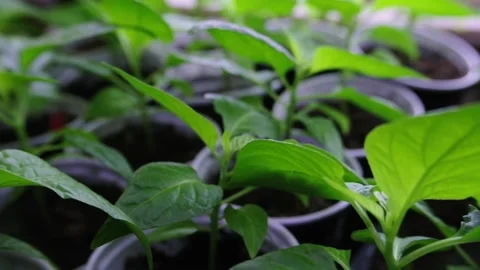 Chilli epper seedlings for planting. Detail of chilli seedling leaves. Seedlings Stock Footage 238533076