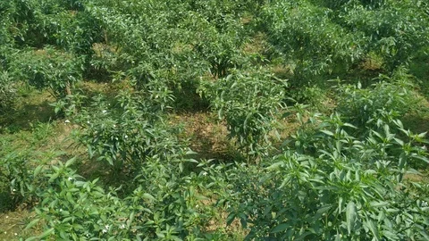 Chilli Stock Footage 126002678