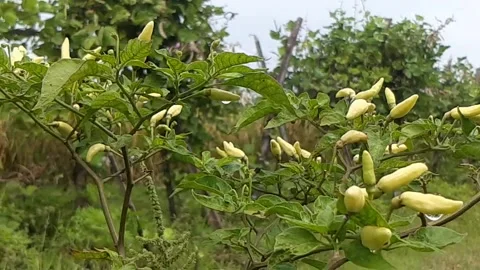 Chilli Video stock 221819691