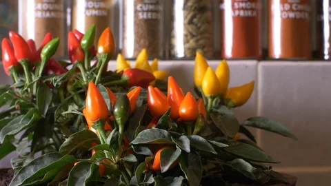 Chilli fresh pot close up shot Stock Footage 95407524