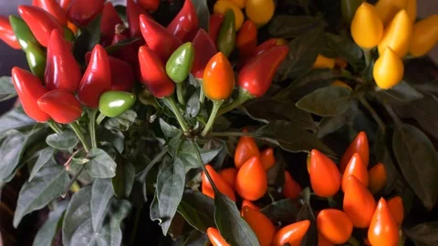 Chilli fresh pot extreme close up shot Stock Footage 95407523