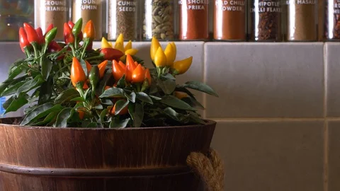 Chilli fresh pot medium shot Stock Footage 95407522