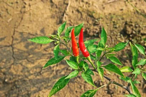 Chilli fruit cultivation Stock Photos