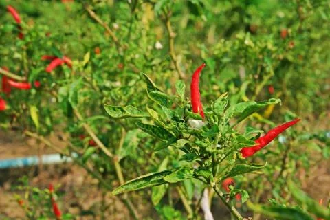 Chilli fruit cultivation Stock Photos