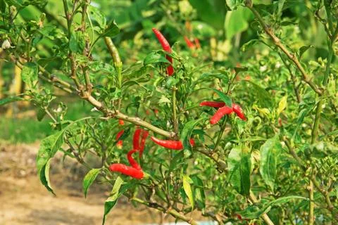 Chilli fruit cultivation Stock Photos