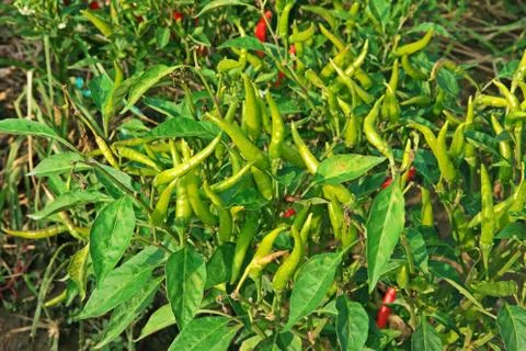 Chilli fruit cultivation Stock Photos
