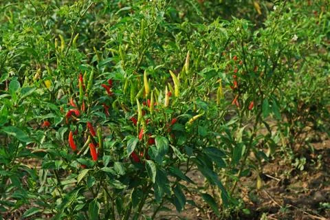 Chilli fruit cultivation Stock Photos