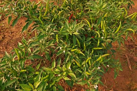 Chilli fruit cultivation Foto stock