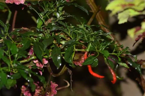 Chilli garden in the park Foto stock