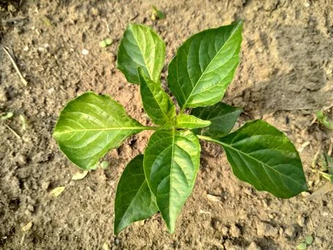 Chilli green tree Stock Photos