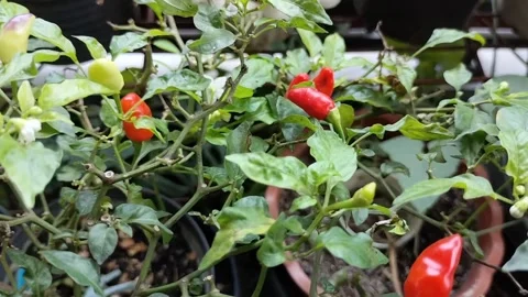Chilli at Home Pohon Cabai Stock Footage 289492779