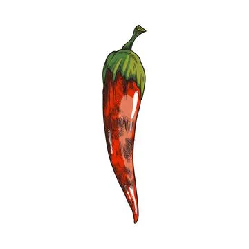Chilli hot red pepper grilled on BBQ, sketch style vector illustration isolated. Stock Illustration