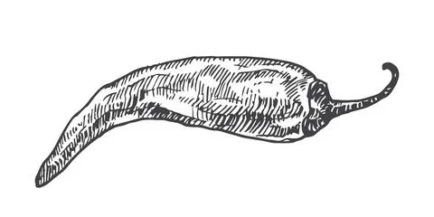 Chilli Hot Spicy Pepper. Hand Drawn Sketch Vegetable Vector Illustration Ilustración de archivo